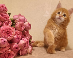 Кошки в Санкт-Петербурге: крупный ласковый котёнок Амур Мальчик, 50 000 руб. - фото 7