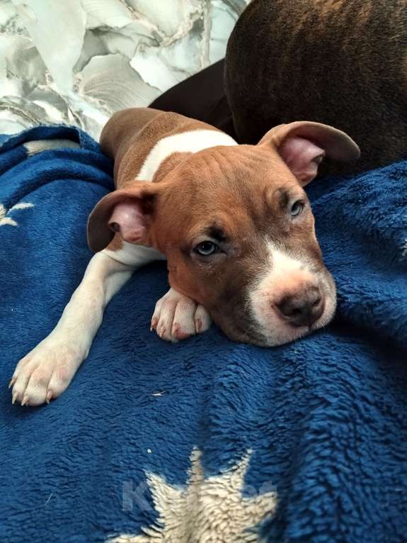 Собаки в Нижнеудинске: Щенки Американского Стаффордширского терьера Девочка, 35 000 руб. - фото 8