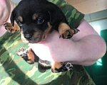 Собаки в Калининграде: Отдам щенков в добрые руки Мальчик, Бесплатно - фото 1