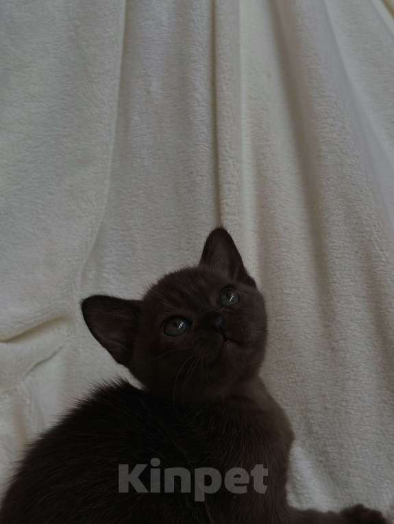 Кошки в Краснодаре: Купить бурму Мальчик, 80 000 руб. - фото 2