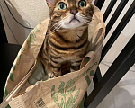 Кошки в Кудрово: Ищу новый дом Девочка, Бесплатно - фото 3
