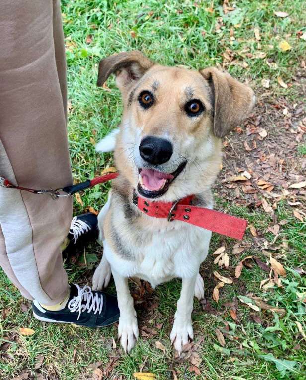 Собаки в Москве: Ладушку вернули хозяева после развода... Ей некуда идти Девочка, Бесплатно - фото 2