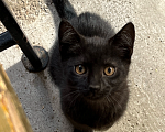Кошки в Краснодаре: Котята в добрые руки Девочка, Бесплатно - фото 2