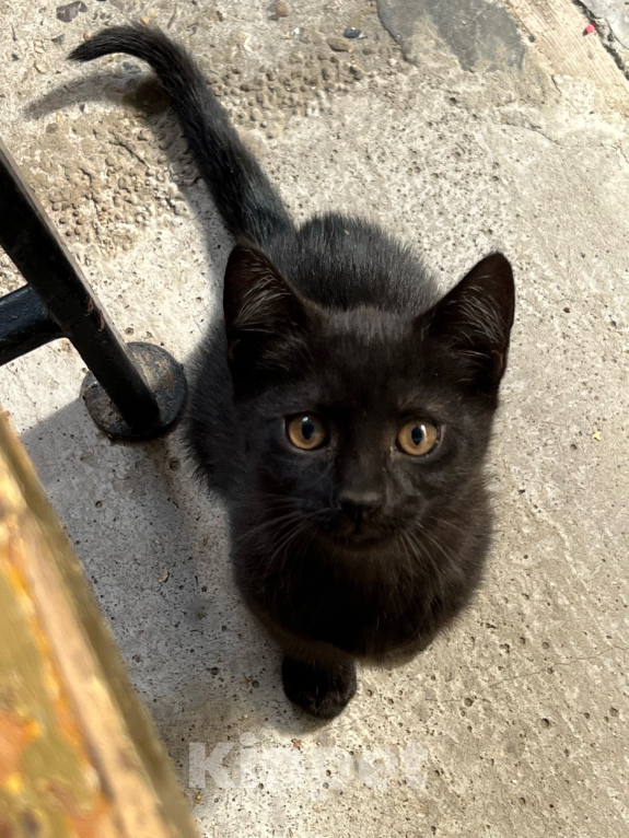 Кошки в Краснодаре: Котята в добрые руки Девочка, Бесплатно - фото 2