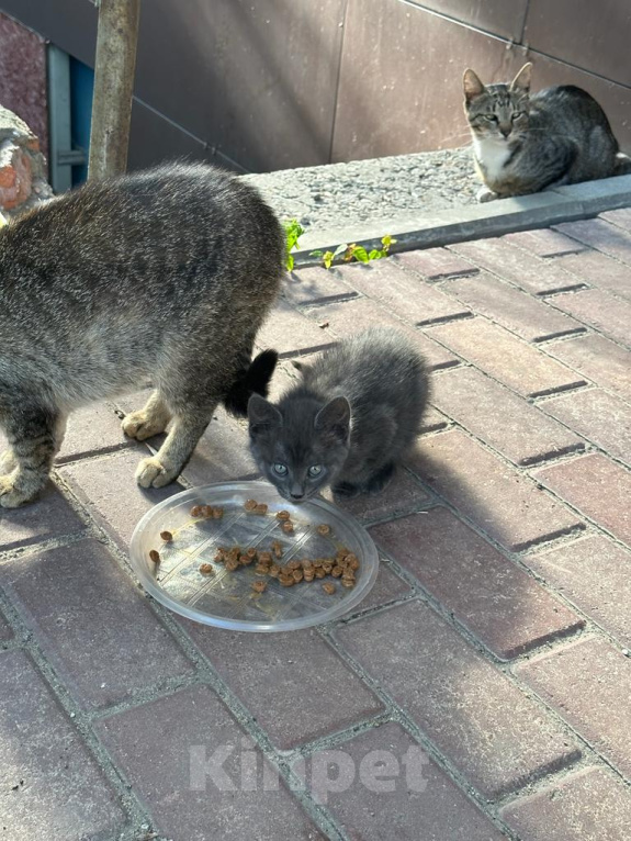 Кошки в Москве: Уличные котята Девочка, 10 руб. - фото 3