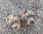 Собаки в Волгограде: Щенки американского булли  Девочка, 70 000 руб. - фото 2