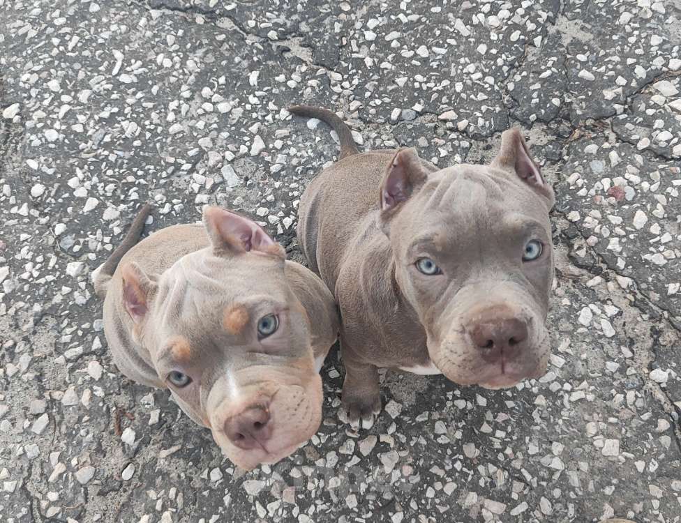 Собаки в Волгограде: Щенки американского булли  Девочка, 70 000 руб. - фото 2