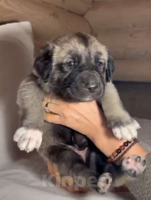 Собаки в Москве: Щенки Турецкого кангала Мальчик, 70 руб. - фото 10