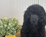 Собаки в Новороссийске: Чёрный той пудель Мальчик, Бесплатно - фото 2