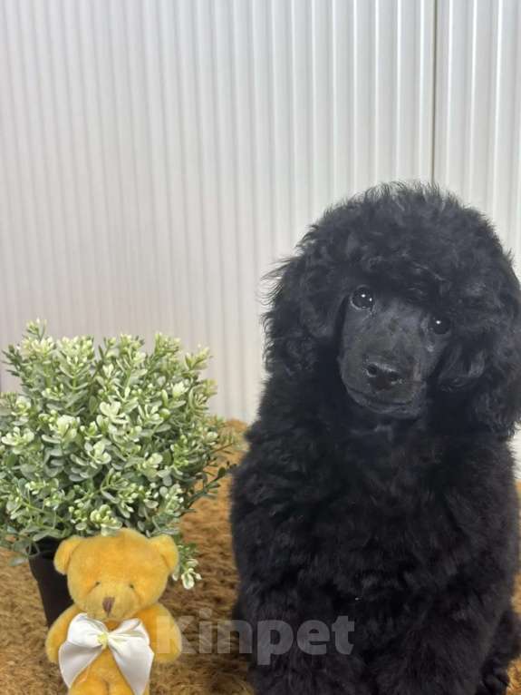 Собаки в Новороссийске: Чёрный той пудель Мальчик, Бесплатно - фото 2