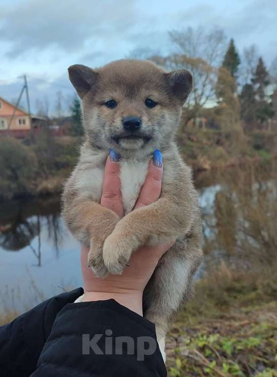 Собаки в Санкт-Петербурге: Сиба девочка Девочка, 70 000 руб. - фото 2