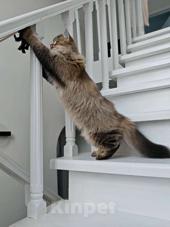 Кошки в Москве: Длинношертсная шотландская кошечка Девочка, 50 000 руб. - фото 7