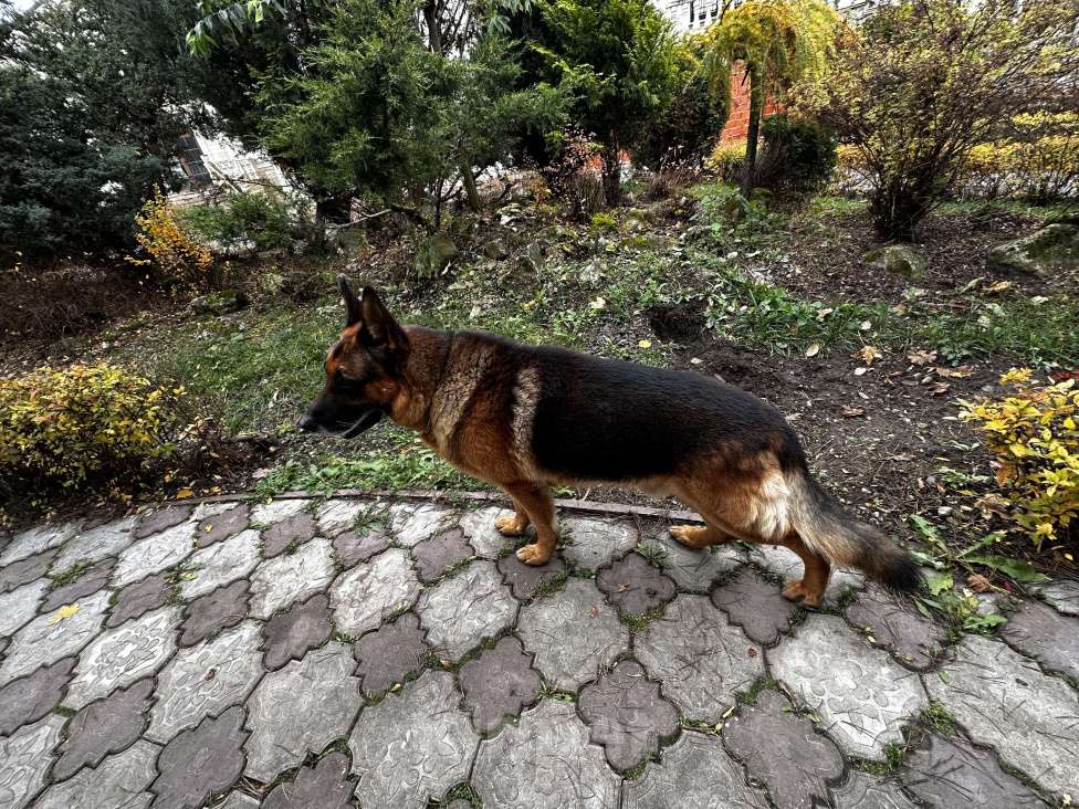 Собаки в других городах Московской области: Вязка,кобель,немецкая овчарка  Мальчик, 1 000 руб. - фото 4
