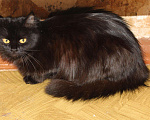 Кошки в Колпашево: Шикарная кошка персидской наружности ищет дом, 100 руб. - фото 3