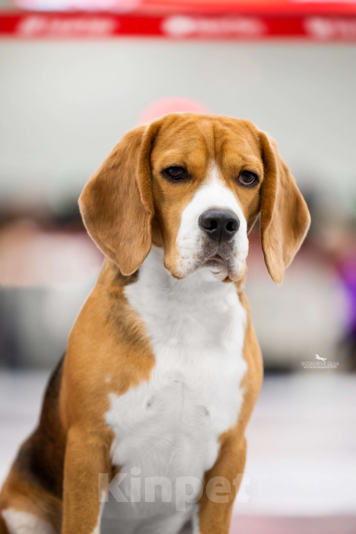 Собаки в Москве: Красивый, темпераментный Бигль ищет невест Мальчик, Бесплатно - фото 2