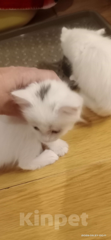 Кошки в Волгограде: Кошечка беленькая с черной челкой Девочка, Бесплатно - фото 3