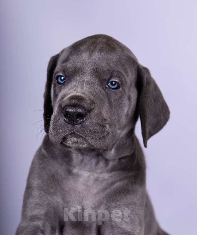 Собаки в Нижнем Новгороде: Немецкий Дог Чемпион Моего Сердца (Розовая лента) Девочка, 100 000 руб. - фото 8