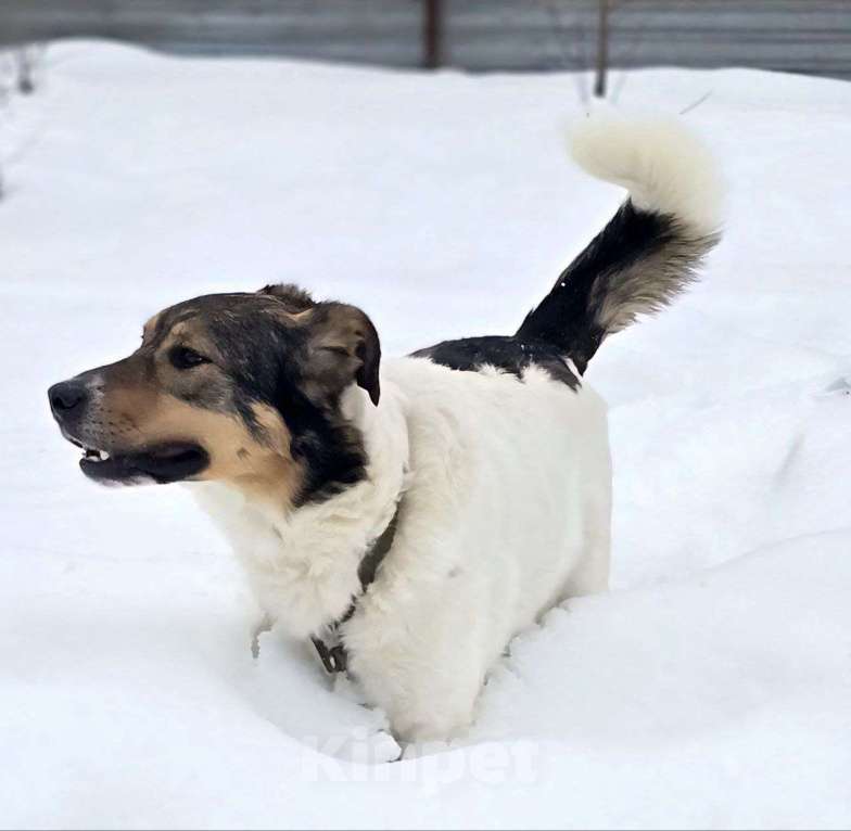 Собаки в Королеве: Жерар – пёс тонкой душевной организации. Мальчик, Бесплатно - фото 2