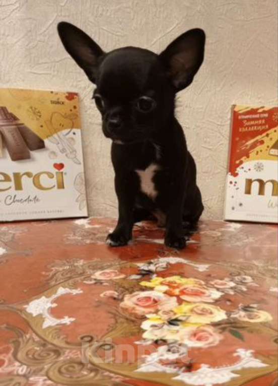 Собаки в Москве: Изумительный малыш  Мальчик, 35 000 руб. - фото 1