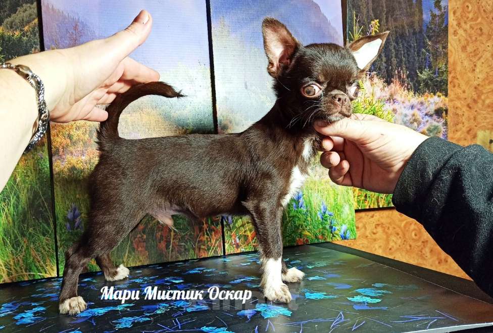 Собаки в Санкт-Петербурге: Чихуахуа с гарантией здоровья веса размера окраса Мальчик, 25 000 руб. - фото 2