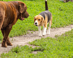 Собаки в Саратове: Взрослая булли Девочка, Бесплатно - фото 3