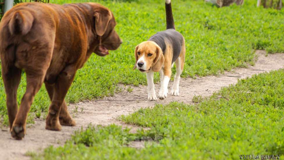 Собаки в Саратове: Взрослая булли Девочка, Бесплатно - фото 3