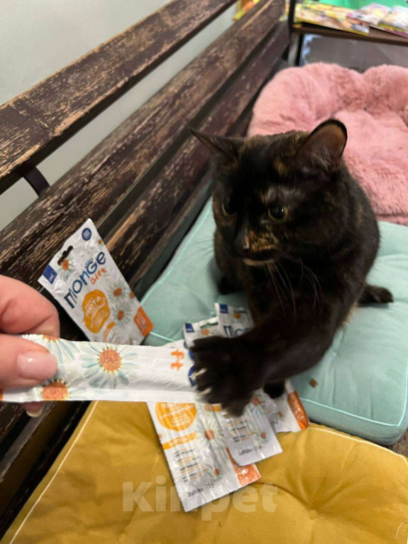 Кошки в Москве: Пушона живет в котокафе и мечтает о доме Девочка, 1 руб. - фото 3