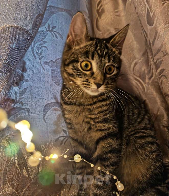 Кошки в Ивантеевке: Пушинка Девочка, Бесплатно - фото 5