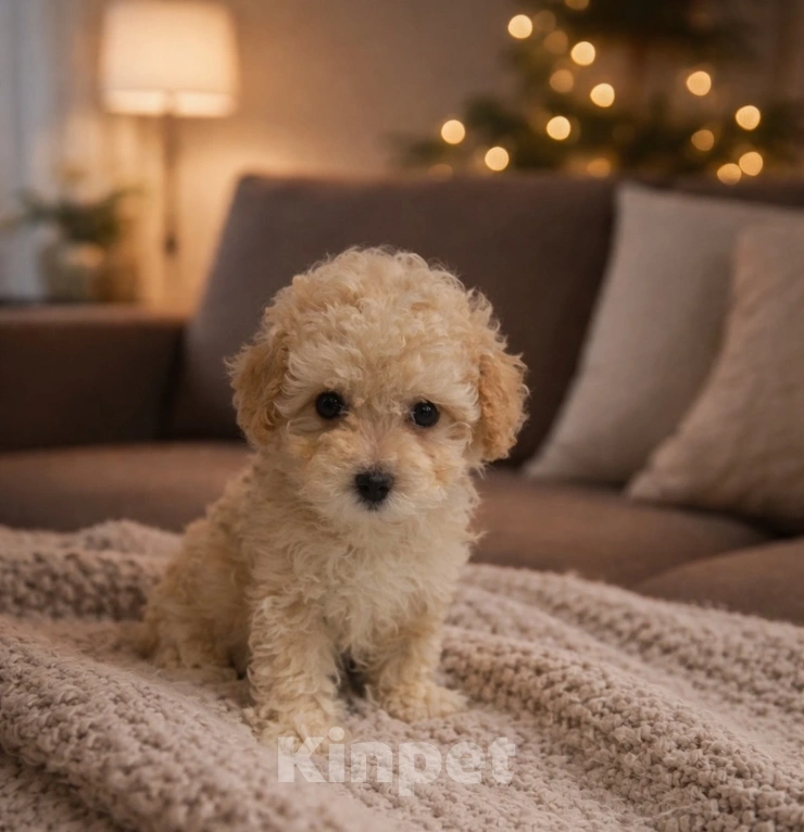 Собаки в Москве: Щенок мальтипу ф1 мини девочка Девочка, 110 000 руб. - фото 1