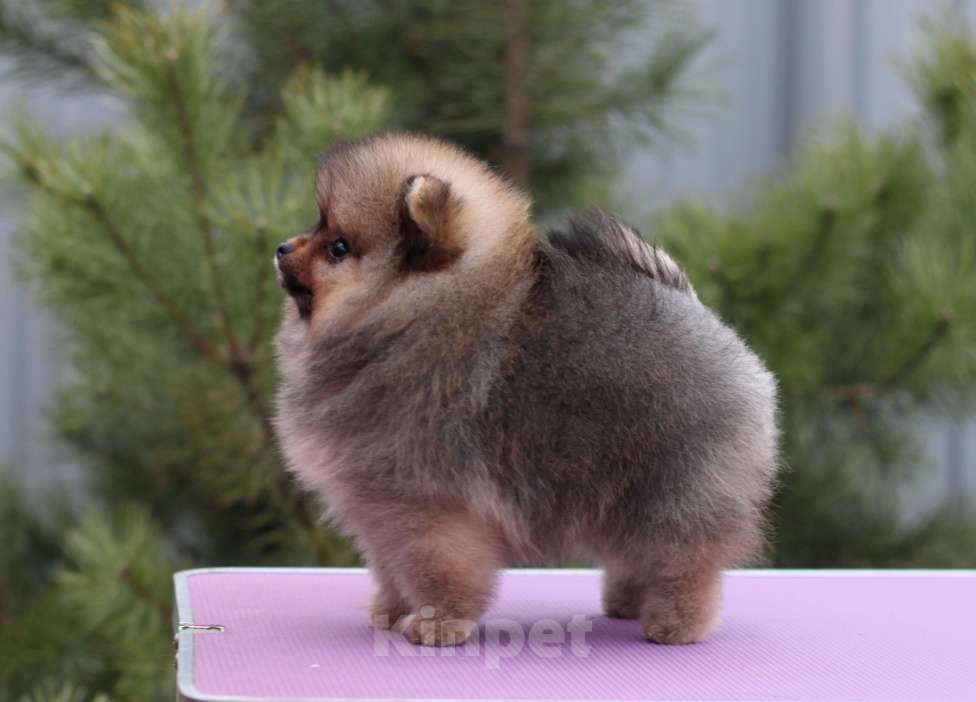 Собаки в Москве: Щенки померанского шпица Девочка, Бесплатно - фото 1