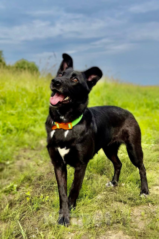 Собаки в Москве: СНЕЖА. Очень ориентирована на человека. Девочка, 1 руб. - фото 2