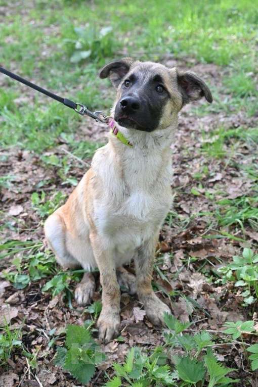 Собаки в Москве: Щенок Балу снова оказался в приюте после дома Мальчик, 10 руб. - фото 2