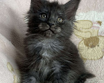 Кошки в Дмитрове: Черная дымчатая девочка мейн кун Yanessa Девочка, 30 000 руб. - фото 3