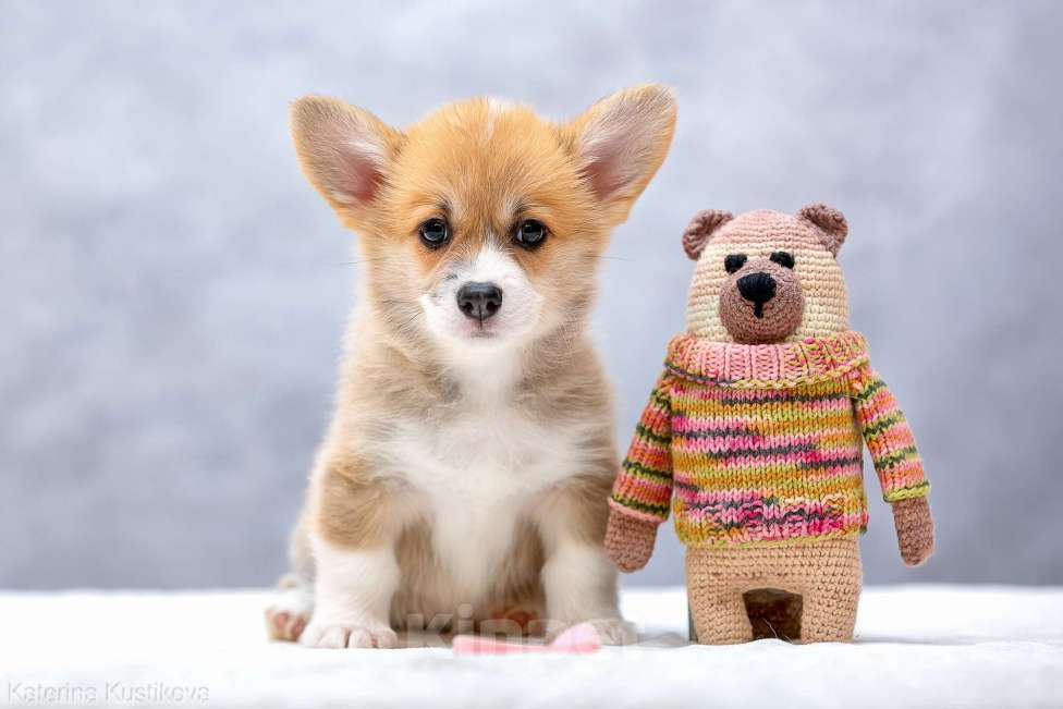 Собаки в Москве: Щенки вельш корги пемброк Девочка, 55 000 руб. - фото 6