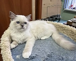 Кошки в Москве: Мальчишка 3 месяца Мальчик, 35 000 руб. - фото 4