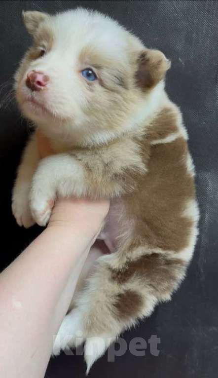 Собаки в других городах Московской области: Бордер колли шикарный голубоглазый мальчик Мальчик, 90 000 руб. - фото 6