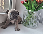 Собаки в Санкт-Петербурге: Французский бульдог Мальчик, 50 000 руб. - фото 4