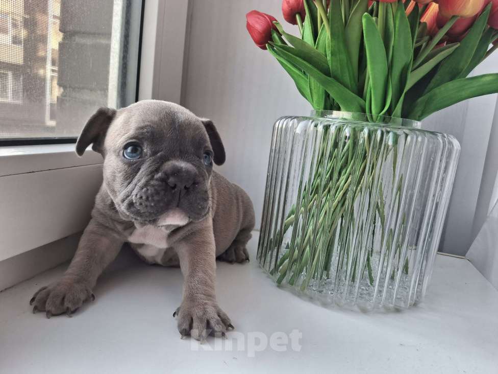 Собаки в Санкт-Петербурге: Французский бульдог Мальчик, 50 000 руб. - фото 4
