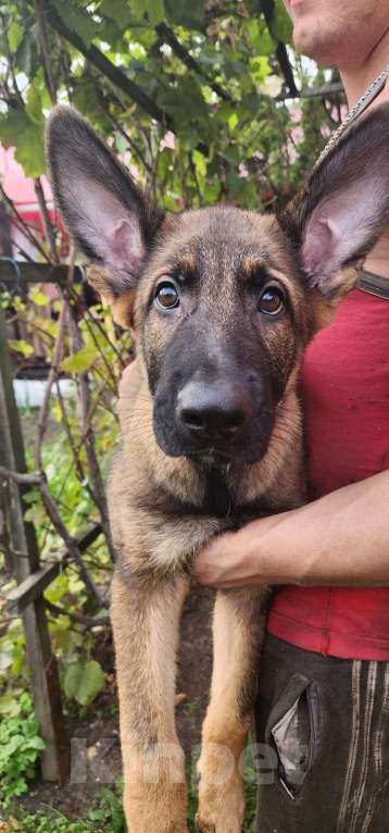 Собаки в Ореховом-Зуево: Продажа щенков Мальчик, 50 000 руб. - фото 8