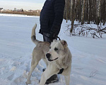 Собаки в Видном: алабай Бабур, 2 года Мальчик, Бесплатно - фото 3