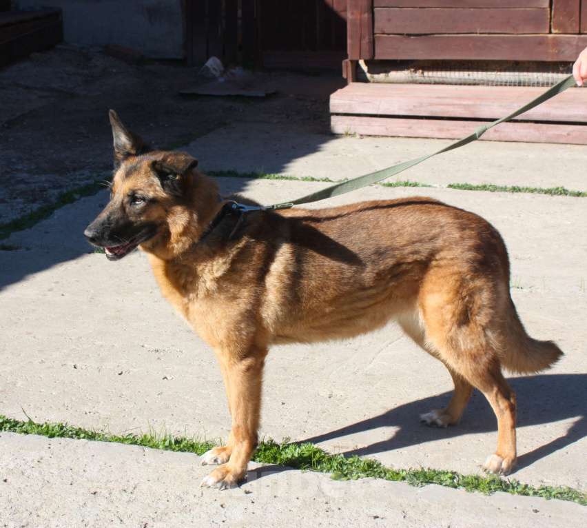 Собаки в Москве: Джульетте очень нужен дом и семья  Девочка, Бесплатно - фото 9