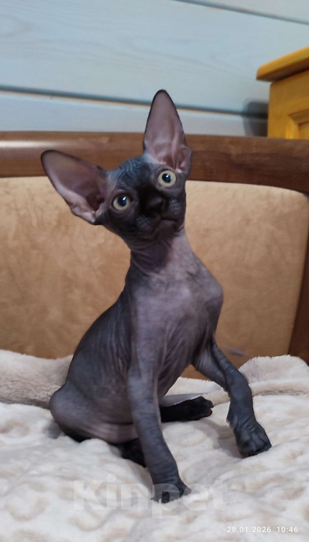 Кошки в Москве: Котята канадского сфинкса Мальчик, Бесплатно - фото 4
