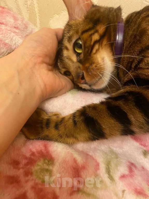 Кошки в Москве: Бенгальская кошка Марта в добрые руки (с характером принцессы) Девочка, Бесплатно - фото 4
