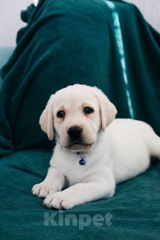 Собаки в Москве: Лабрадор-ретривер, щенок Мальчик, Бесплатно - фото 3