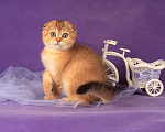 Кошки в Санкт-Петербурге: Золотая кошечка 🎀 скоттиш фолд Девочка, 45 000 руб. - фото 1