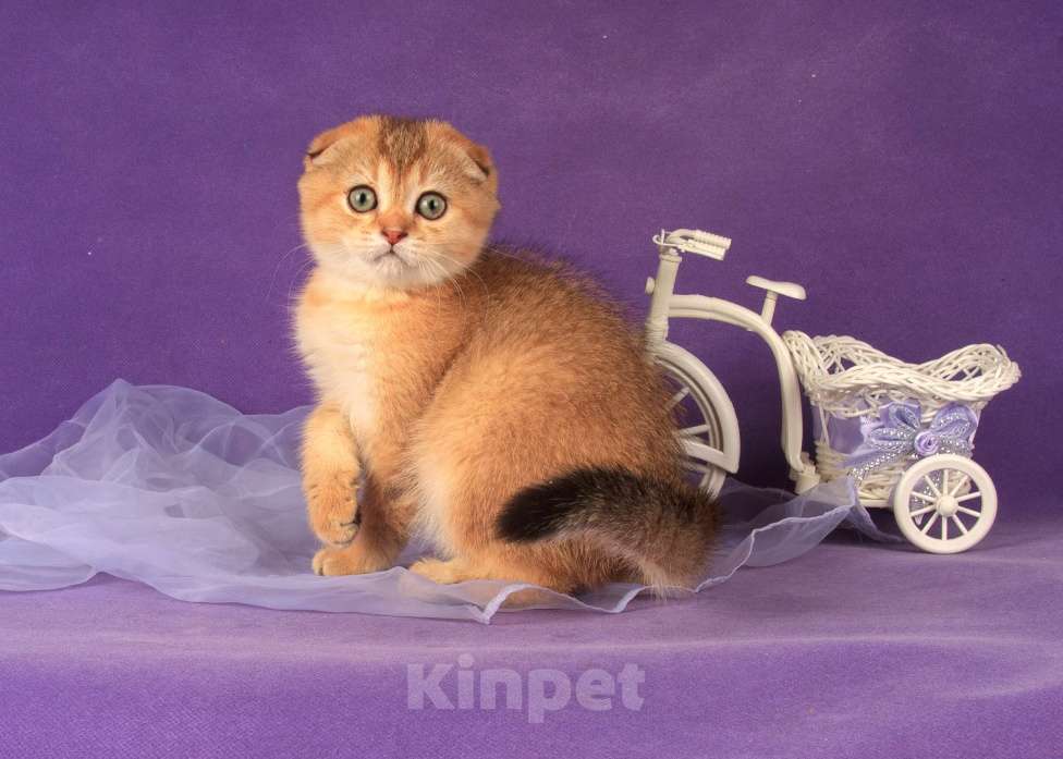 Кошки в Санкт-Петербурге: Золотая кошечка 🎀 скоттиш фолд Девочка, 45 000 руб. - фото 1