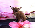 Собаки в Колпино: Чихуахуа щенки Мальчик, 25 000 руб. - фото 5