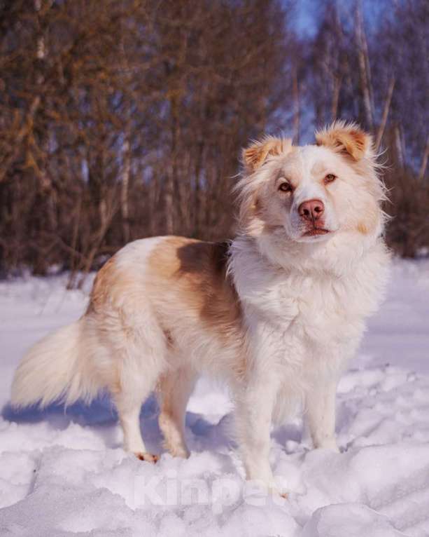 Собаки в Москве: Ищет дом красивый мальчик по кличке Беляшик Мальчик, Бесплатно - фото 1