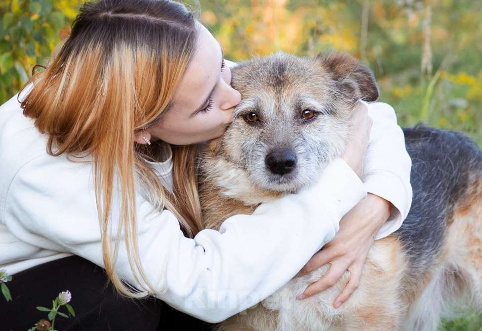 Собаки в Москве: Собака в поисках семьи! Мальчик, Бесплатно - фото 9