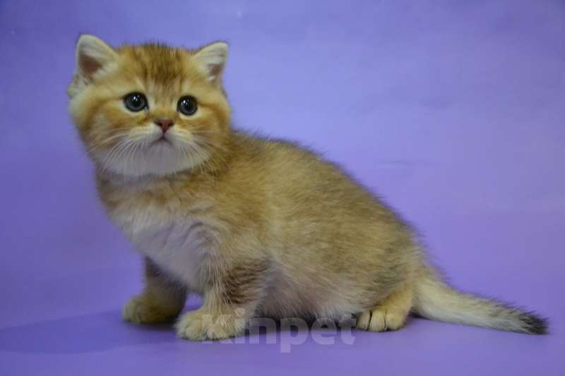 Кошки в Москве: Скоттиш страйт мальчик Мальчик, 45 000 руб. - фото 1